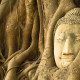 Buddha Tree Ayutthaya